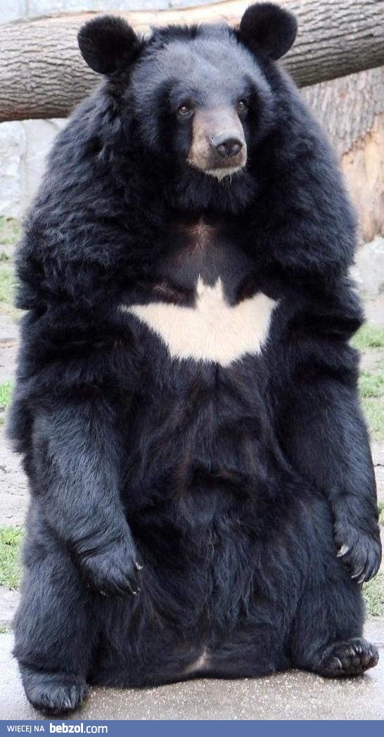Bat-niedźwiedź