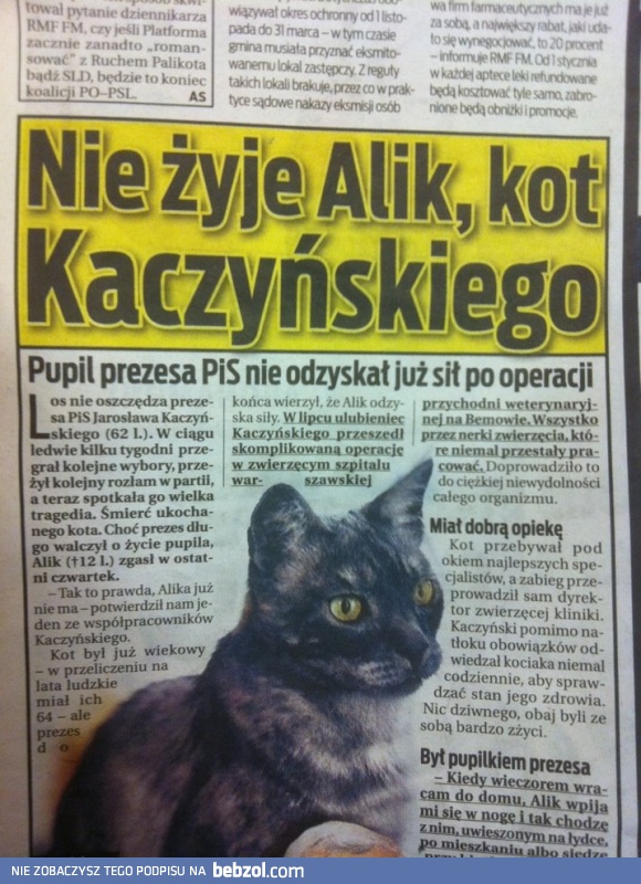 News dnia - kot Alik nie żyje