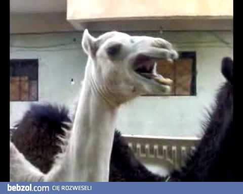 Wesolutki wielbłąd