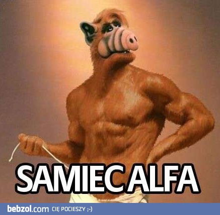 Samiec Alfa?