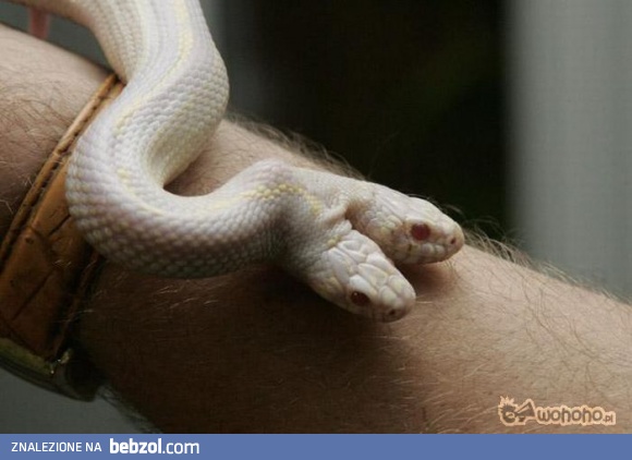 Dwugłowy wąż albinos