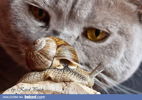 Ślimak, ślimak pokaż rogi...