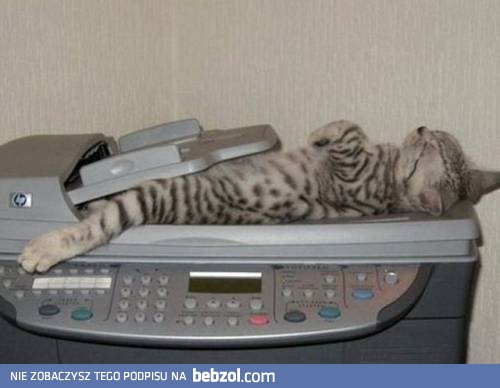 Spać mogę wszędzie..!