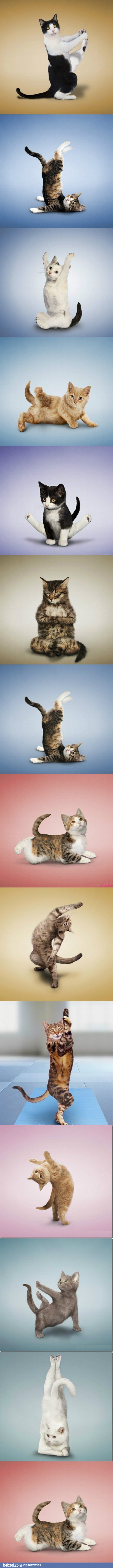 Yoga cats 