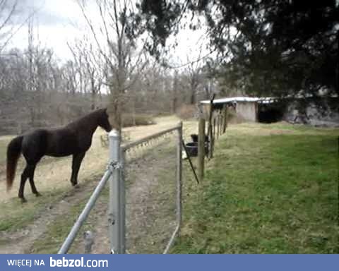 Jak chcesz wybiegać psa... kup mu konia