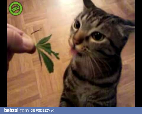 Kiciuś smakosz - wie co jest dobre... 