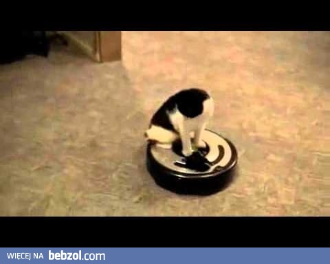 Odkurzacz, to najnowsza,sprawdzona zabawka dla kota...