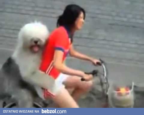 Chinka wiezie psa na bagażniku