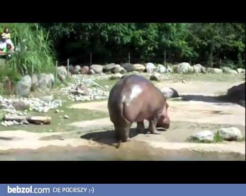 Hipopotam podczas wypróżniania