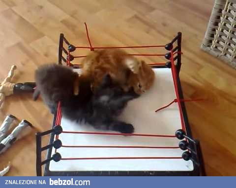 Kocie MMA. Kolejny przeciwnik gotowy do walki z Najmanem