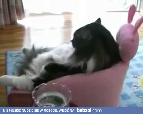 Kocie życie przed telewizorem