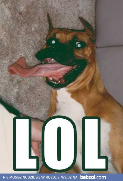 Szalony pies :)