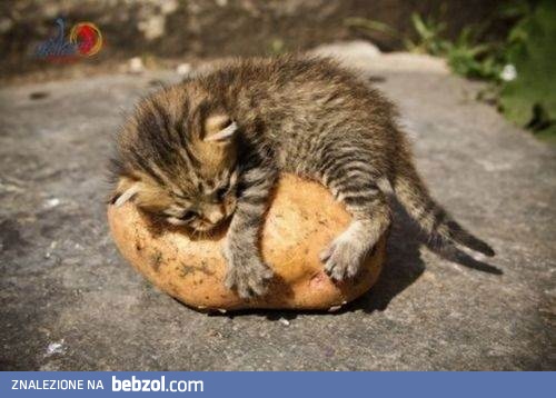 Maleńki kotek czy duży kartofel..?