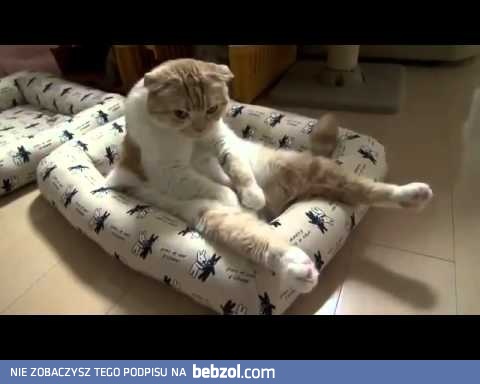 Kot po ciężkim dniu...
