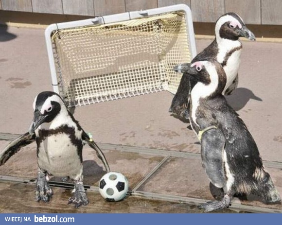 Przygotowania do Euro