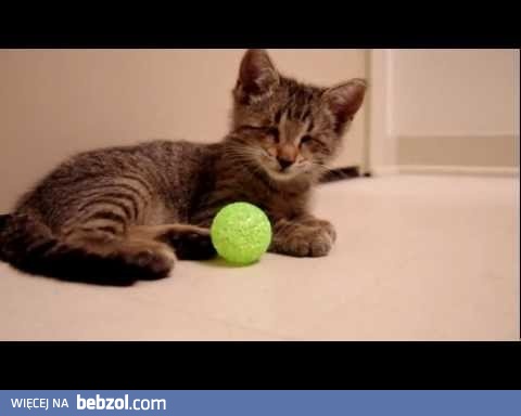 Pierwsza zabawka niewidomego kotka Oscara
