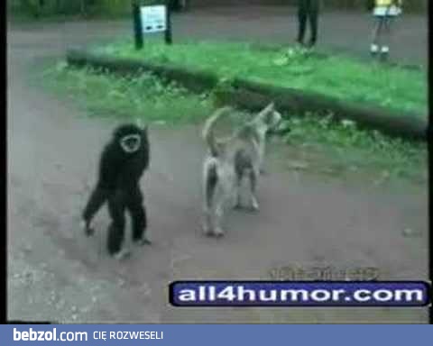 Bardzo inteligentne zwierzaki..! (ŚMIESZNE!!!)