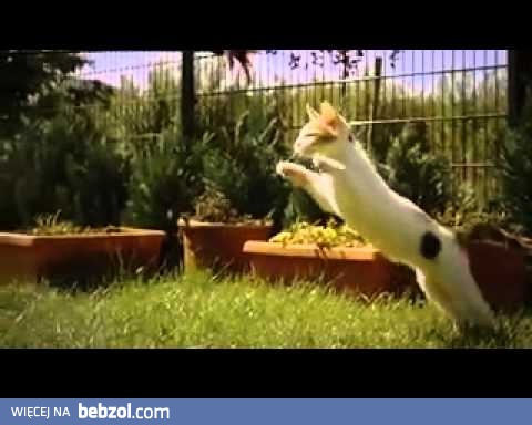 Kot jaki jest, każdy widzi (slow motion)