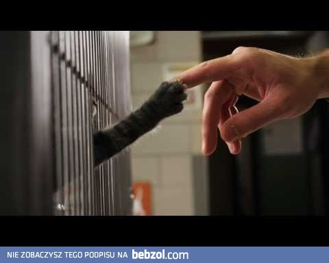 O czym marzą bezdomne kotki?