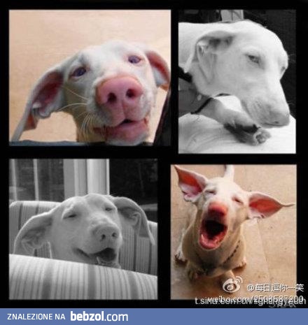 Słodki psiaczek, troszeczkę  jak świniaczek...