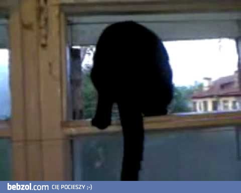 Niesamowity kot, który szczeka...