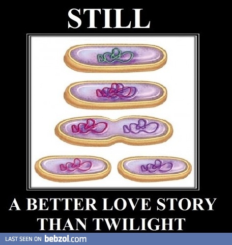 Bacteria Reproduction