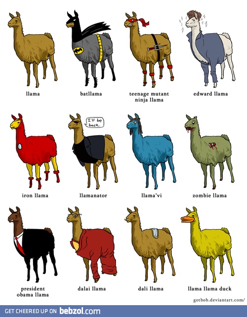 Llama Time!