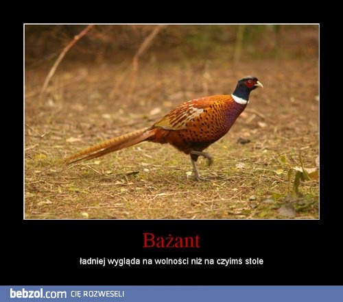 Bażant