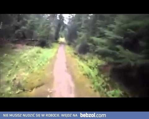 Miły dzień, jogging, las, miś, co? ....miś. Chodu!