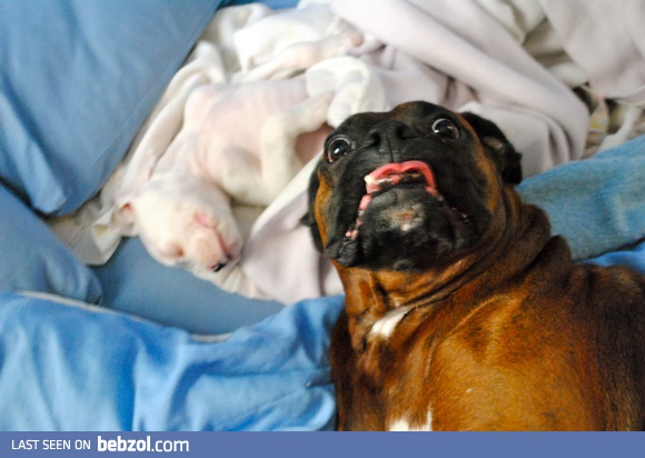 dog photobombing new puppy's picture...