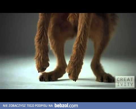 Dubstep dogs