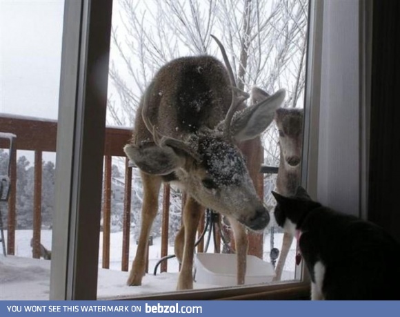 New friends?
