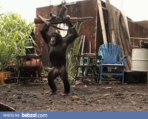 ...a małpie dać karabin!