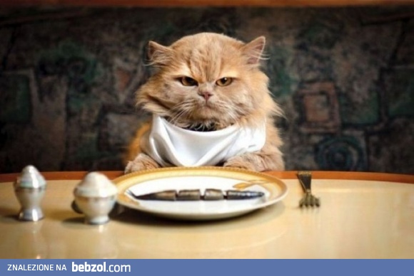 Gdzie mój prawdziwy obiad?!