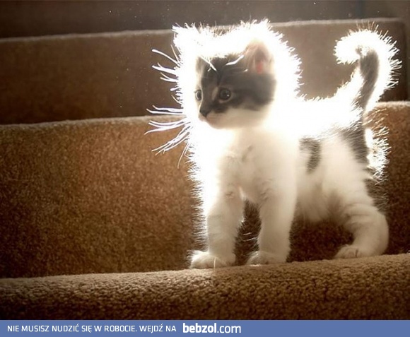 Ale się nastroszyłem!