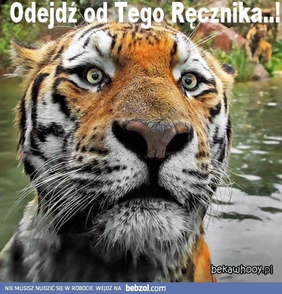 odejdź od tego ręcznika..