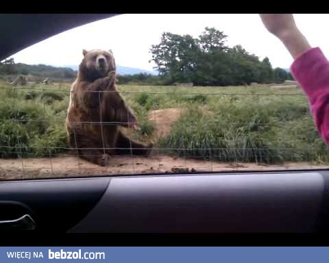 Co się stanie, gdy pomachasz do niedźwiedzia?