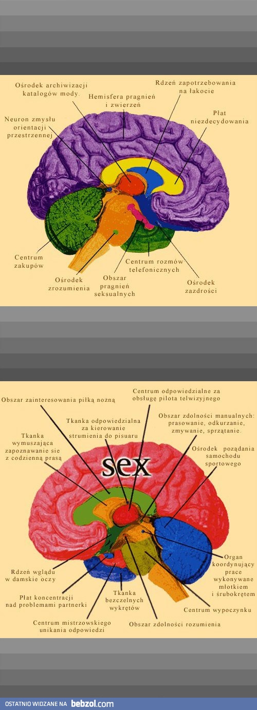 Różnica między mózgiem kobietyi mężczyzny jest bardzo wyraźna..!