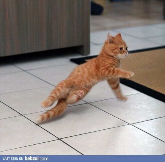 Breakdance cat