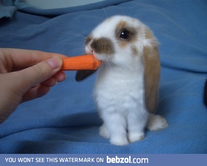 Om nom nom nom
