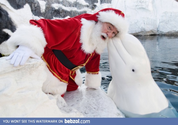 Santa visits the San Diego SeaWorld