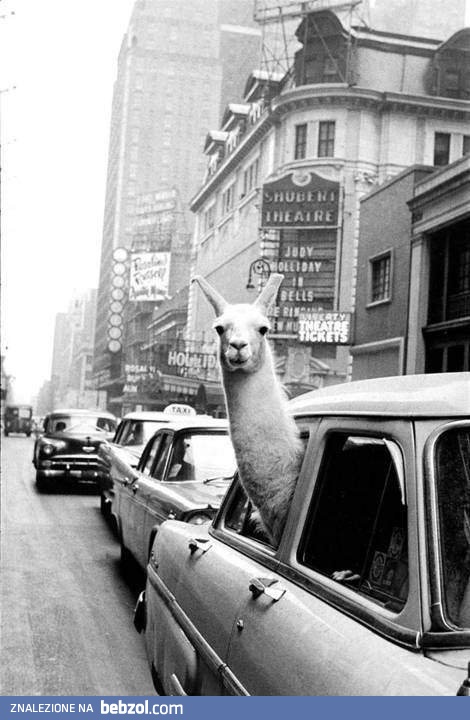 lama w wielkim mieście