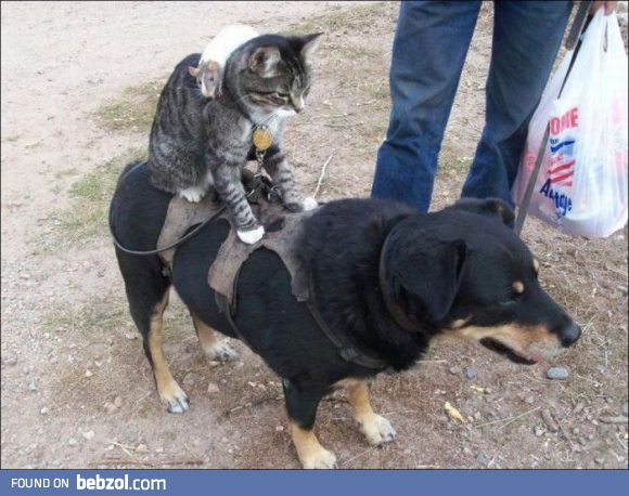 Mounting lvl 99