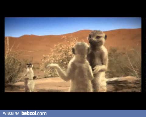  Surykatki  - reklama Wedel