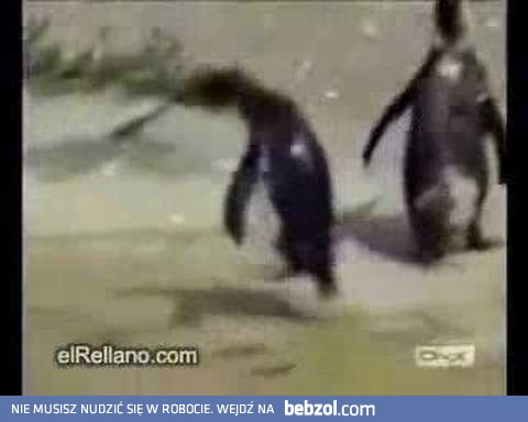 Wyjście do pracy... i radosny powrót do domu!