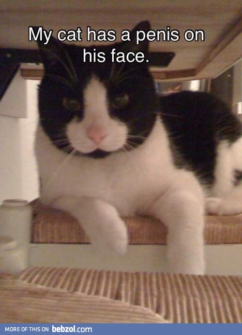 poor kitty