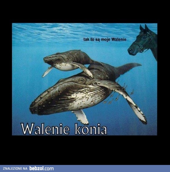 Walenie konia