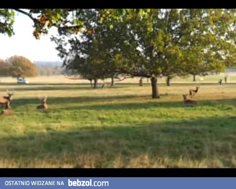 Pies miał to we krwi, dziadek musi mieć w nogach...