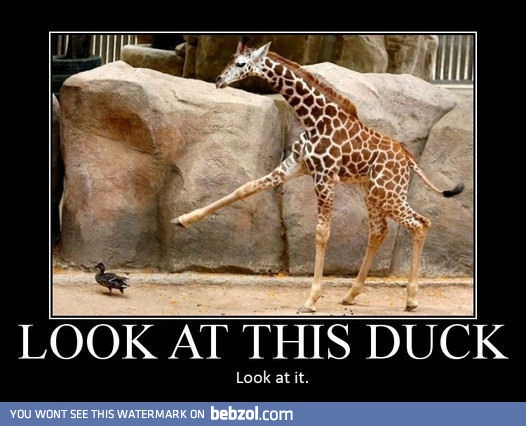 Duuuucccck!