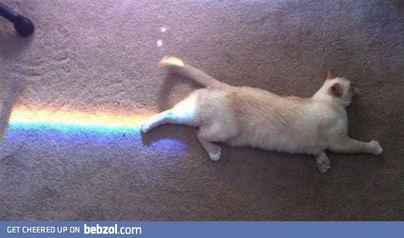 Nyan Nyanyanyan